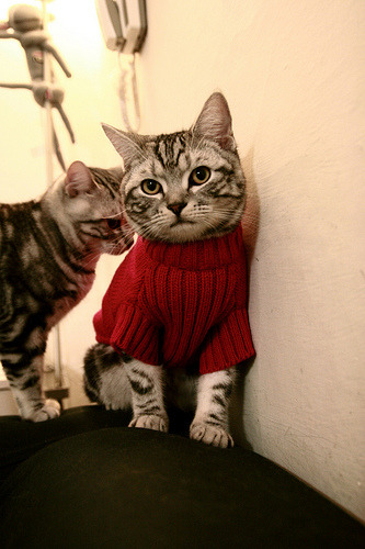 武切维奇神兵天降！浙江队末节逆转掀翻凯尔特人