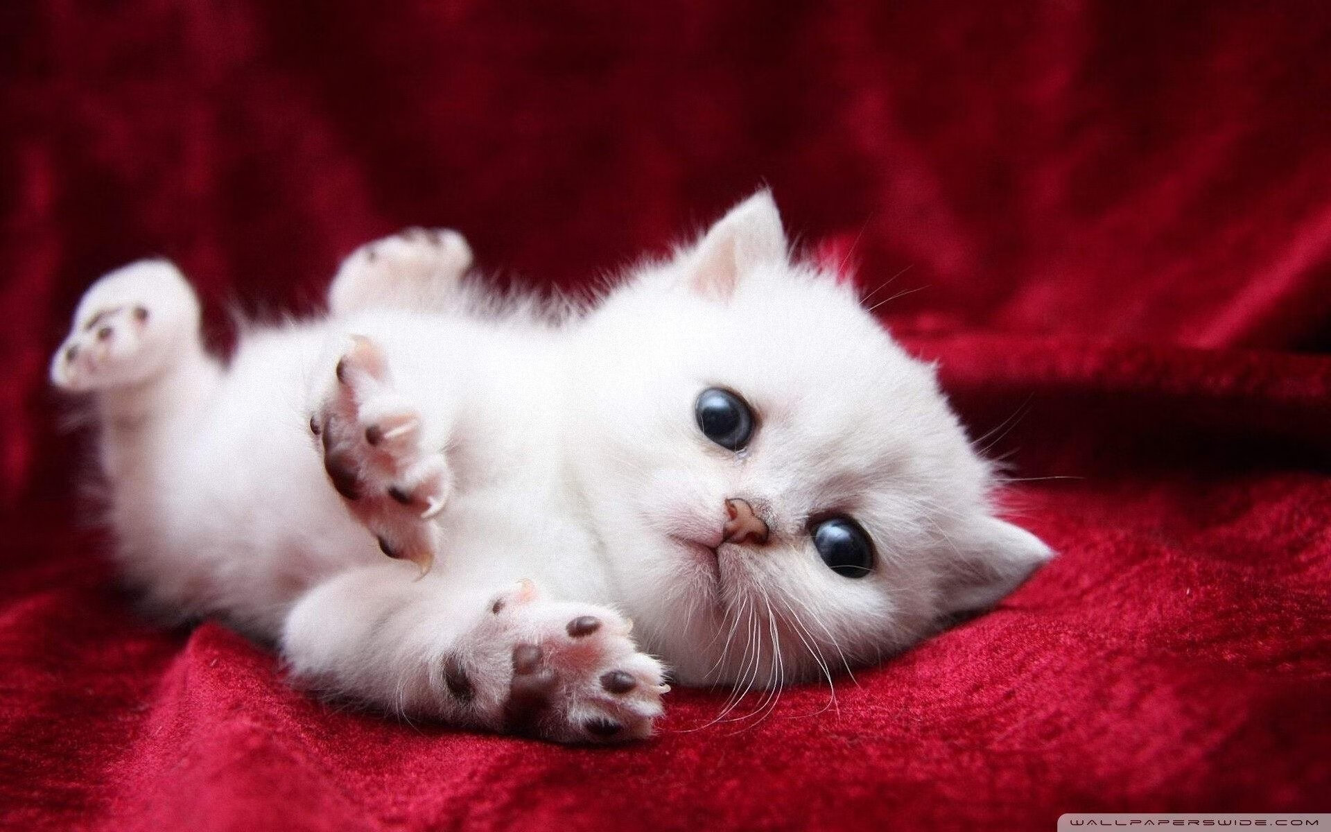 个体天赋与团队纪律的交响，文班亚马的爆点与浙江队的潮汐