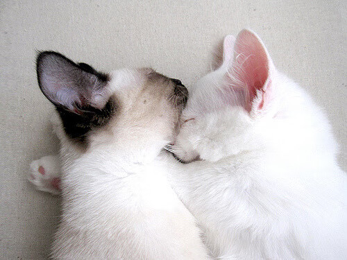 终极之战，猛龙三分雨淹没爵士，抢七史诗夜见证新王诞生