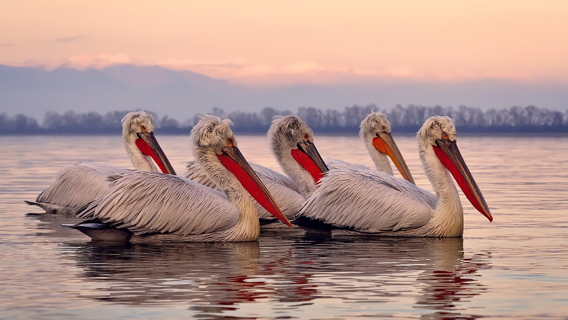 黄黑风暴席卷维也纳，多特蒙德欧冠抢七战击溃奥地利防线