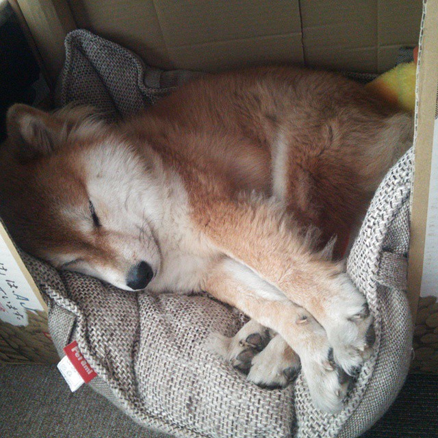 铁壁与手术刀，独行侠锁死鹈鹕，霍勒迪成为关键先生