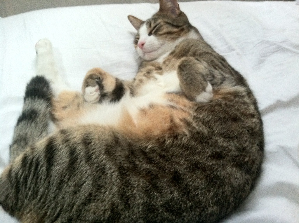 开云体育app-F1终极悬念之夜，当坎特让争冠沦为仪式