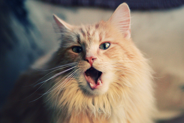 NBA总决赛焦点战，开拓者力克灰熊，问鼎总冠军荣耀