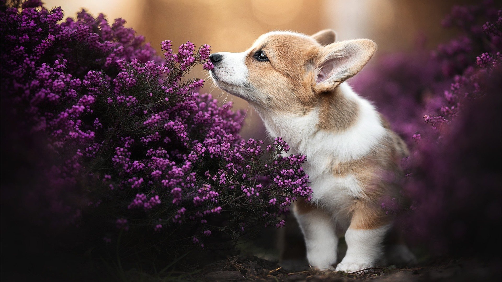 铁壁与闪电，德里赫特的钢铁防线与尼科西亚的全境压制