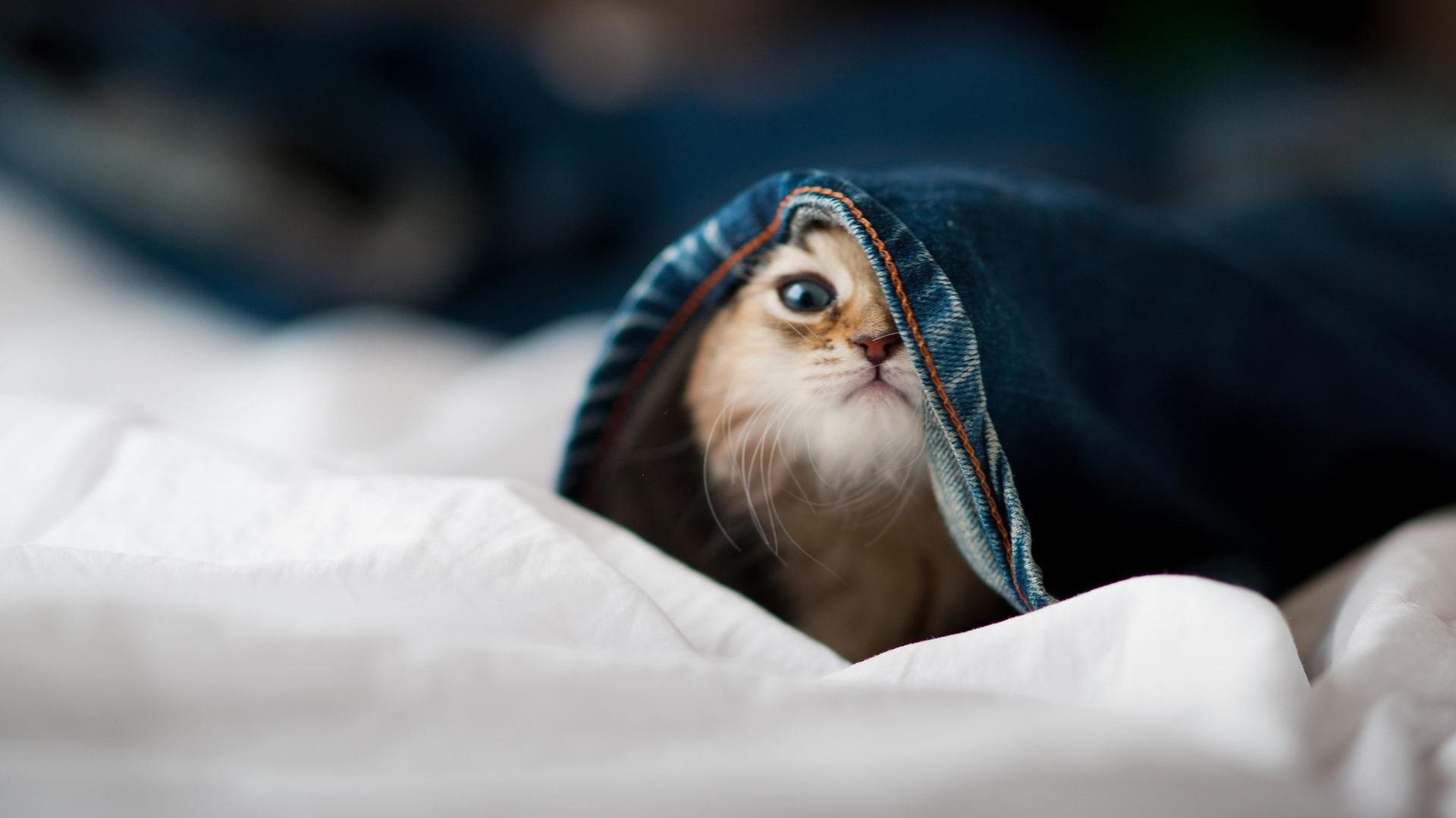 金玟哉双响炮引爆亚洲之光，尼日利亚血拼澳大利亚书写绿茵意志赞歌