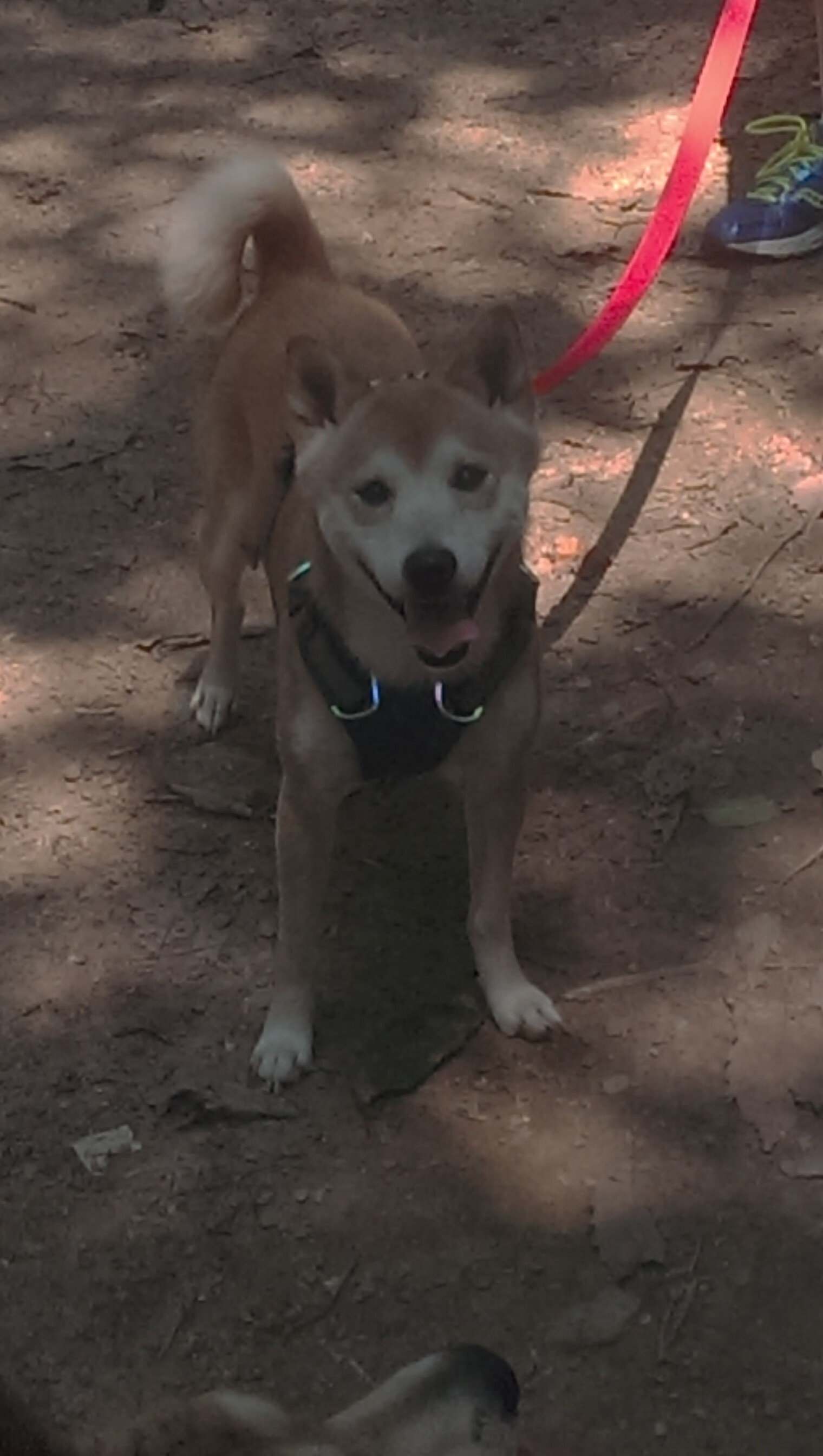 凯尔特人血拼独行侠，马克西一锤定音成关键先生