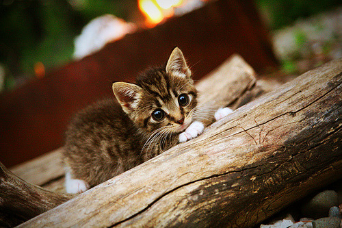 当足球遇上涡轮增压，福登闪耀贝拉斯托街道赛
