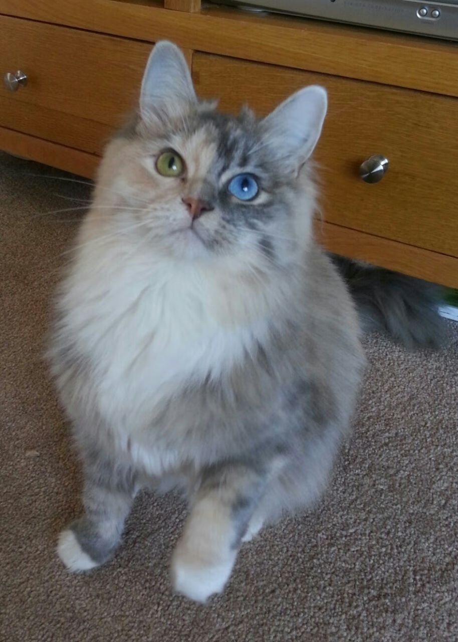 新蓝图下的终极拼图,美国战术体系如何重塑利物浦,凯恩缘何成为关键先生