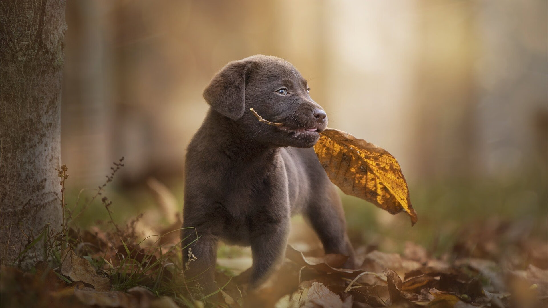 开云APP-末节狂飙19分！莫兰特以匪徒姿态撕裂老鹰，篮网决胜局背后的沉默英雄