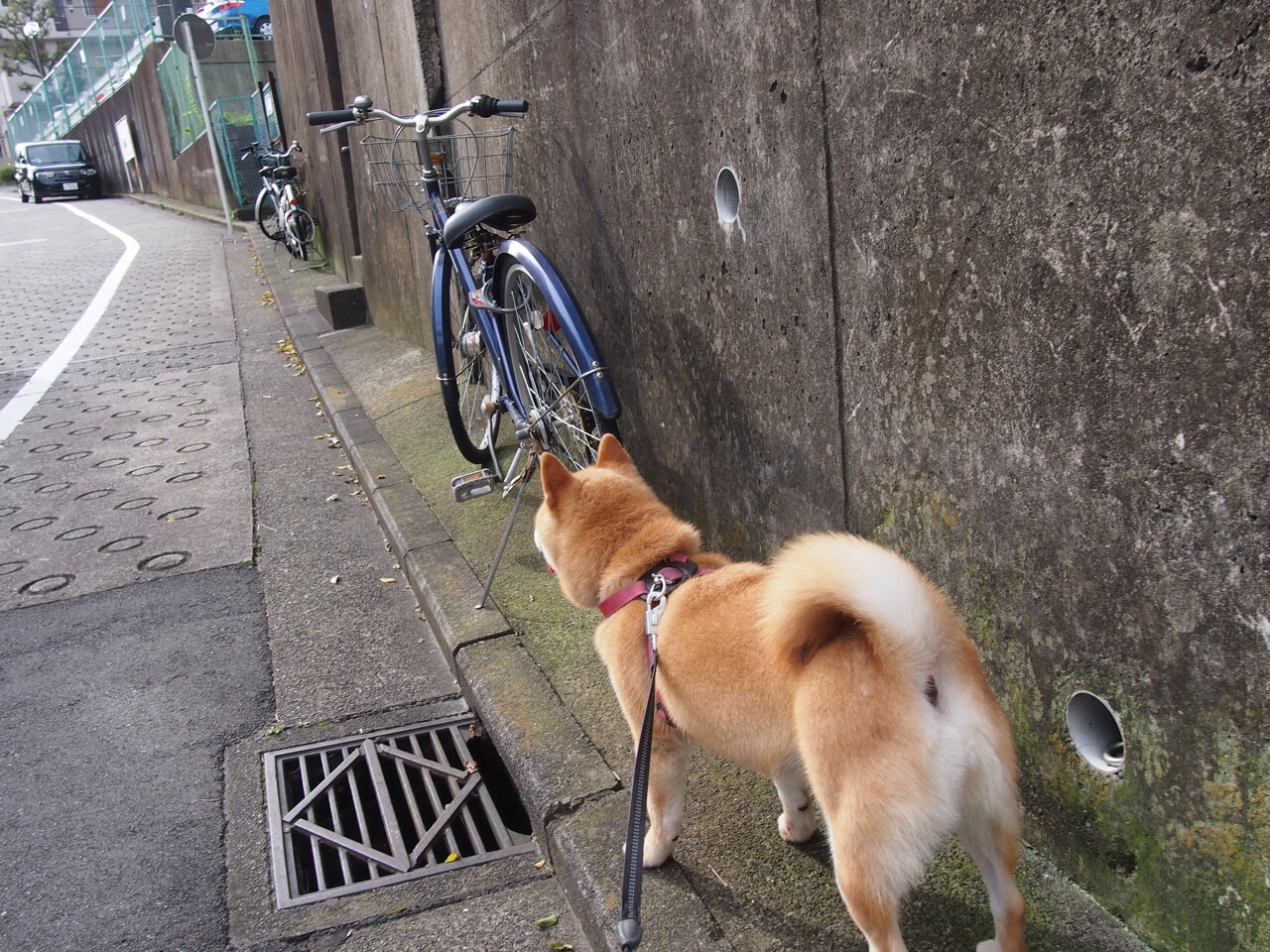 体育双线焦点，意甲激战扣人心弦，步行者狂胜热火震撼NBA
