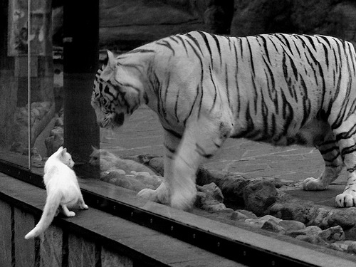 雷霆强势击溃掘金，英格拉姆主宰比赛走向