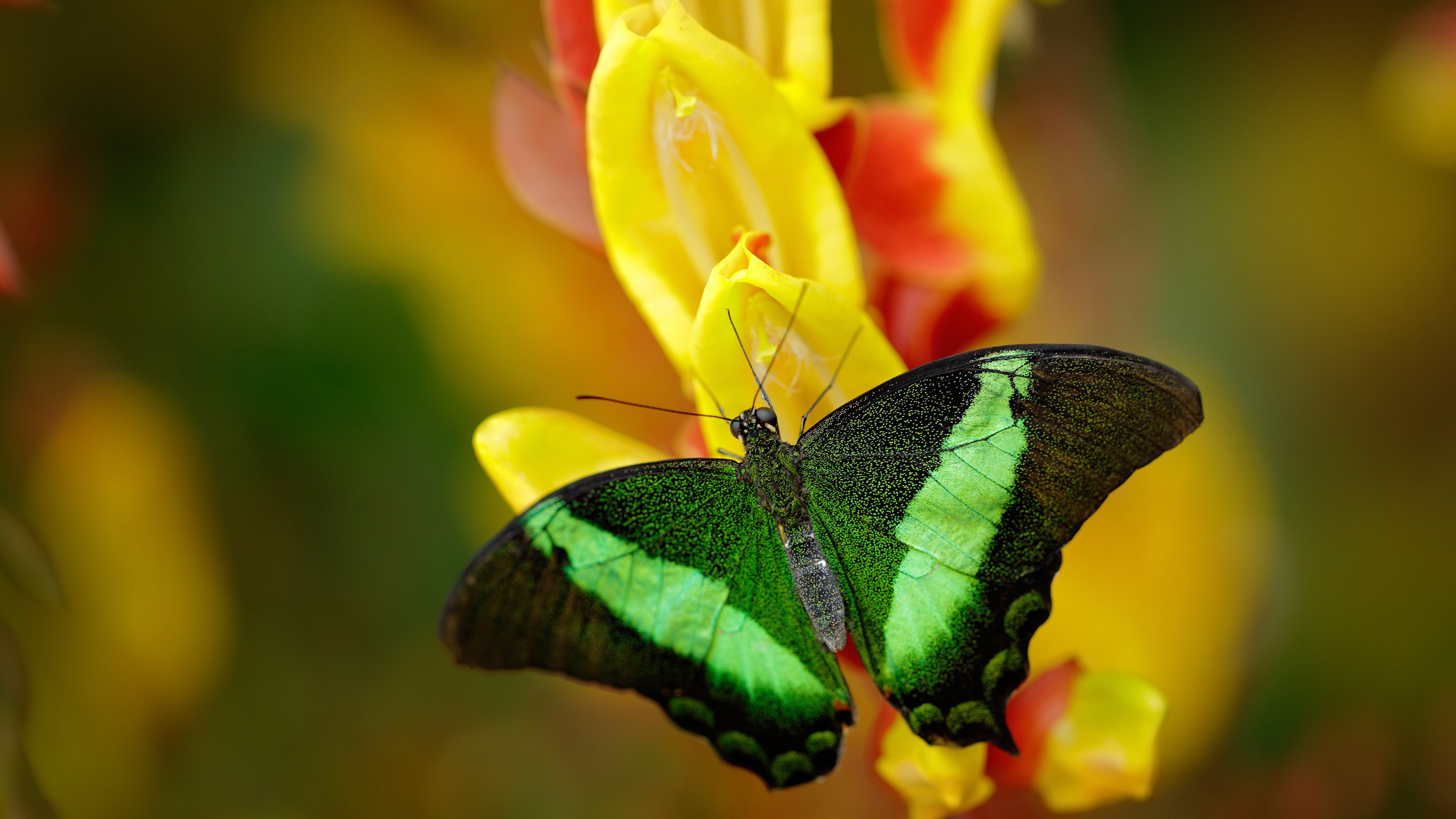 帕尔默的涅槃，当罚球点成为炼狱与天堂的交界
