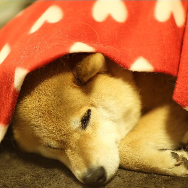 破壁者,克瓦拉茨赫利亚的爆发与米兰技术革命