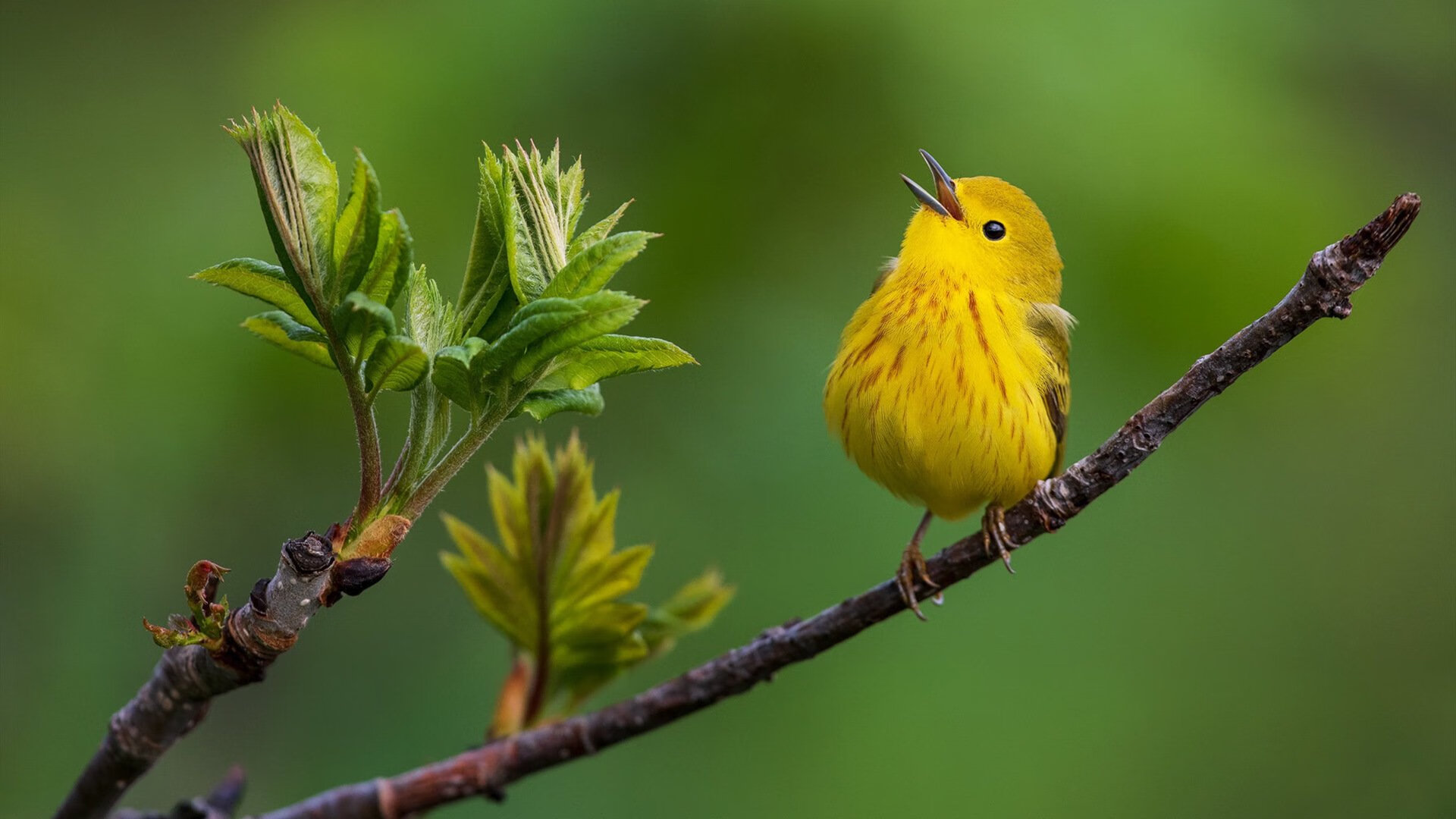 绿军逆转与哈登主宰，奥运周期下的篮球双星闪耀
