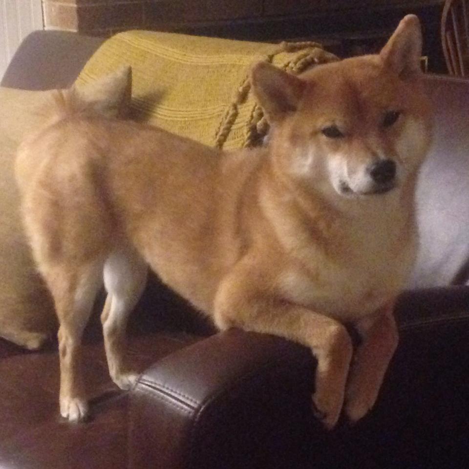 斯堪的纳维亚风暴席卷蔚蓝海岸,当瑞典电竞王权在马赛加冕