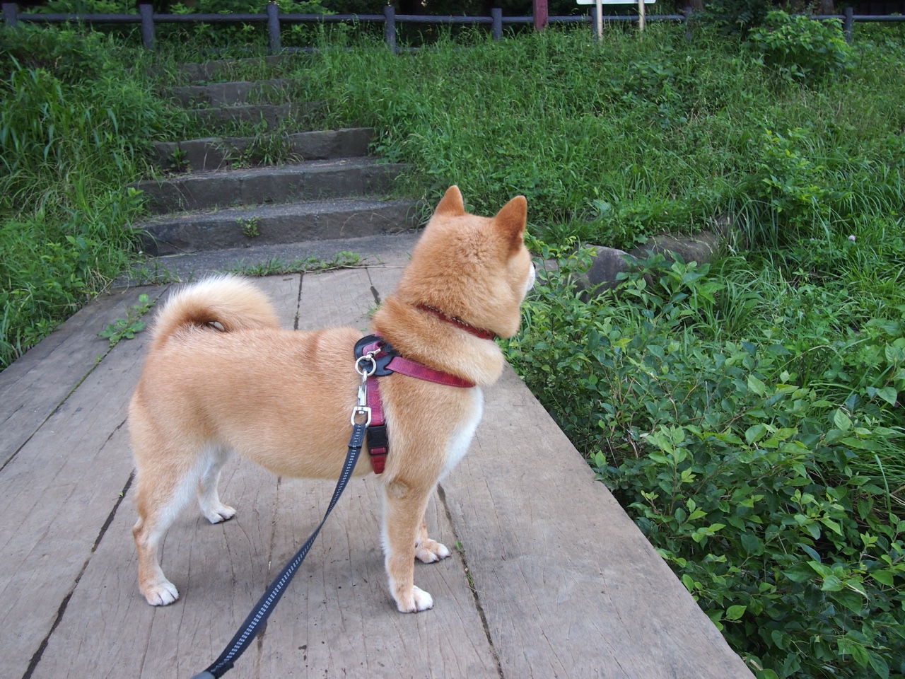 一记超越时间的直塞，2026世界杯之夜，佩德里的永恒瞬间